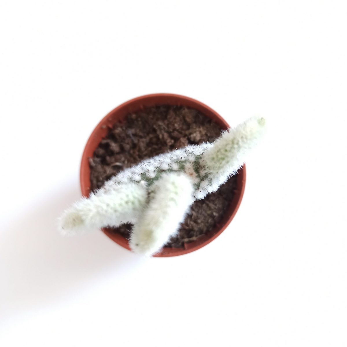 Opuntia Microdasys Branco